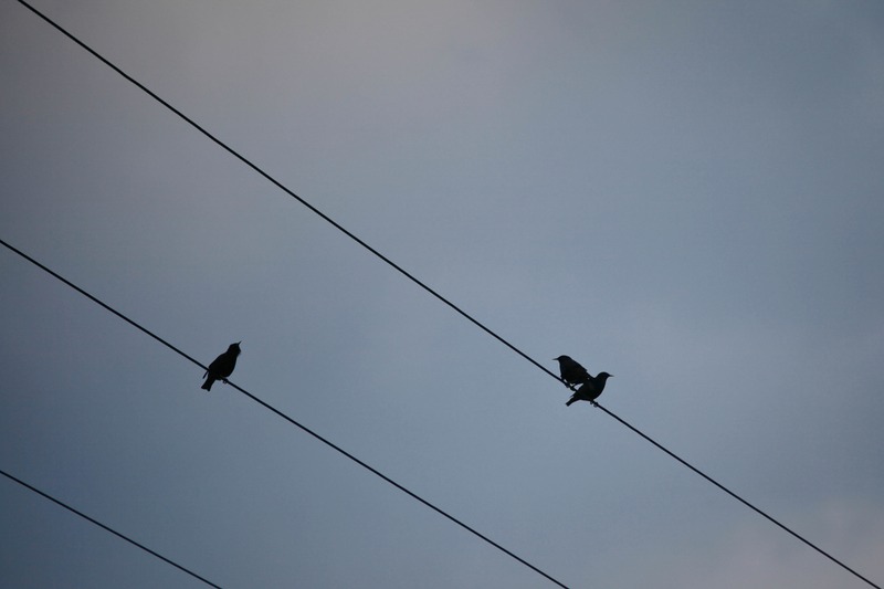 Silhouettes on a Wire