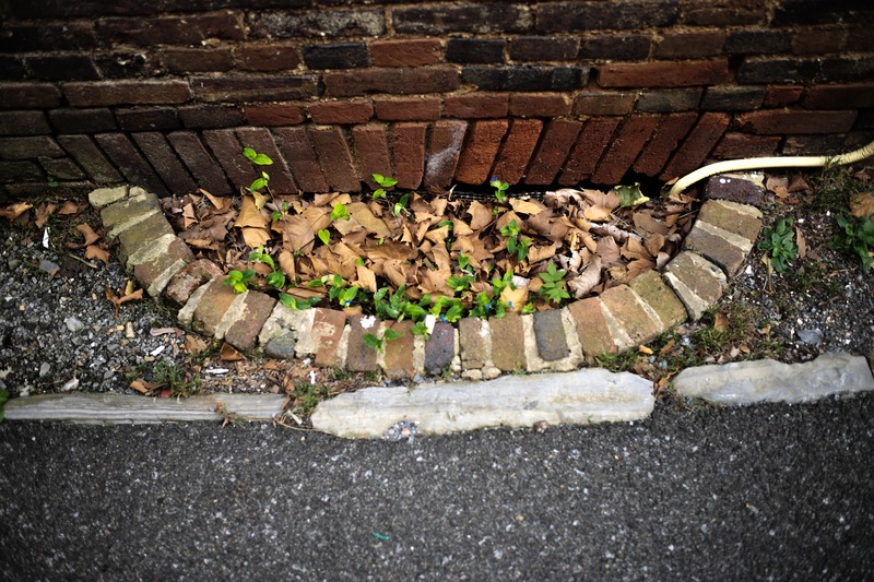 Nature Amidst Urban Life