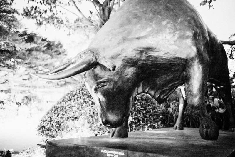 Bronze Bull in Reflection
