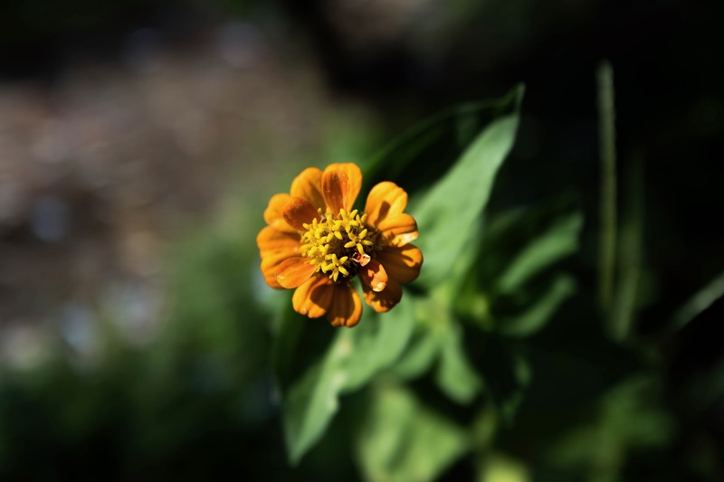 Solitary Bloom in Shadows