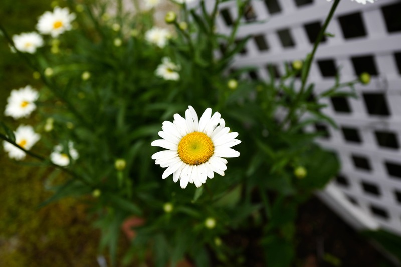 Daisy in Soft Focus