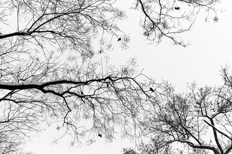 Silhouetted Serenity