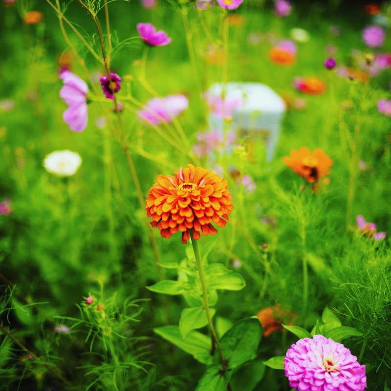 Vibrant Floral Harmony