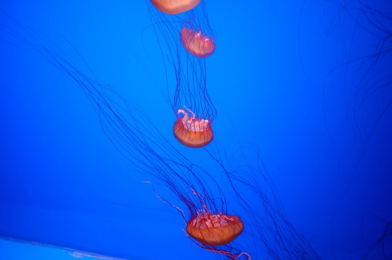 Graceful Underwater Dance