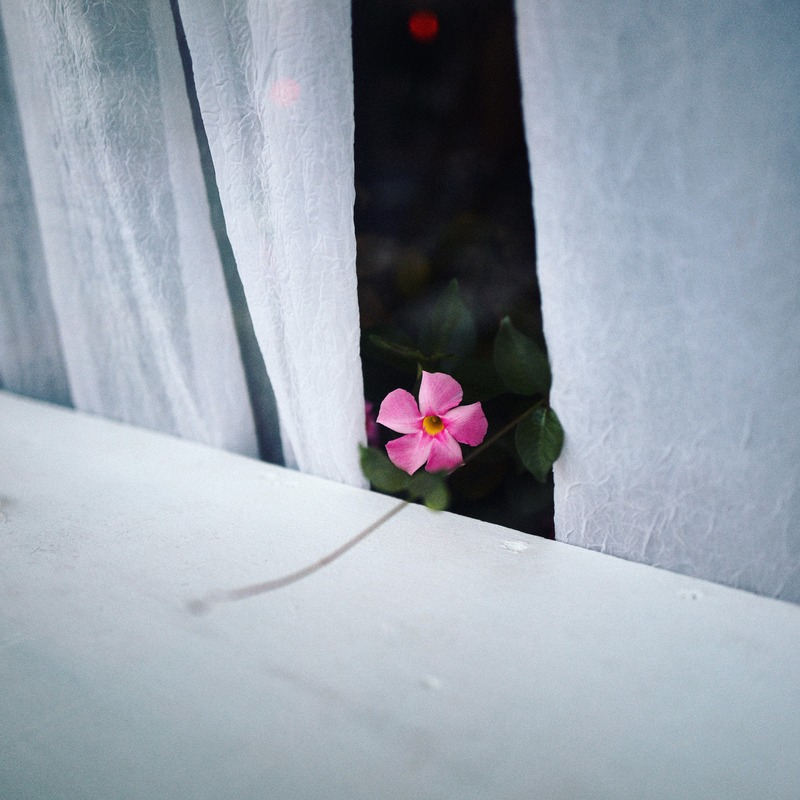 A Bloom Behind the Curtain
