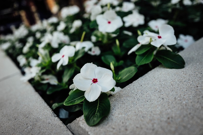 Delicate Bloom Amidst Greenery