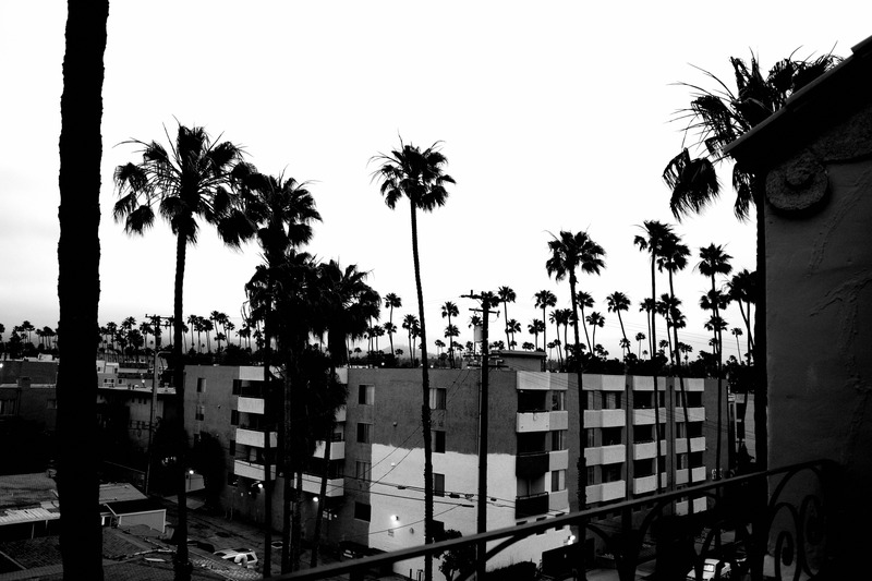 Urban Palm Silhouettes at Dusk