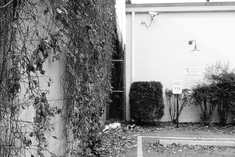 Urban Shadows and Overgrowth