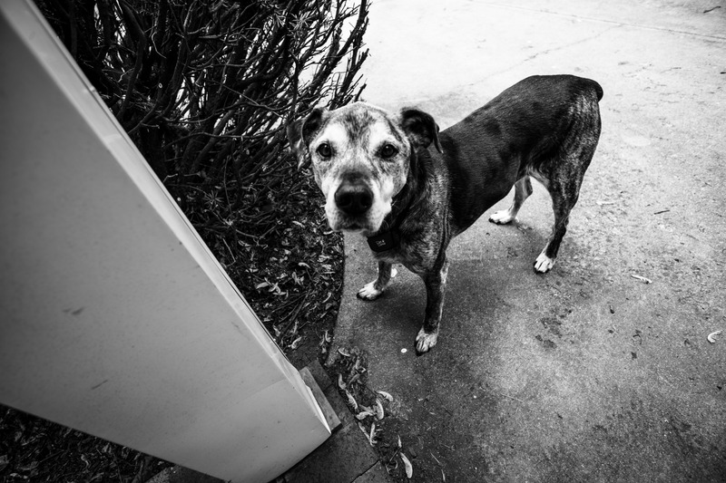 Curious Canine Companion