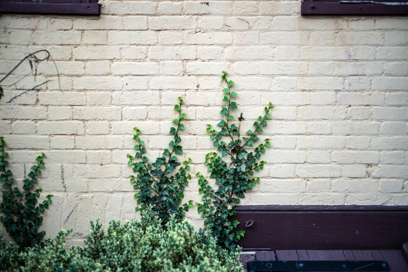 Nature's Embrace on Brick