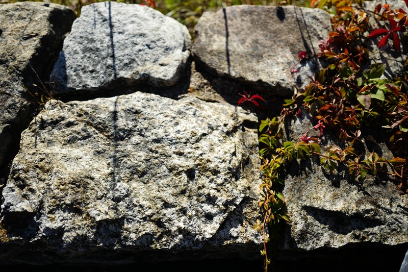 Nature's Silent Embrace