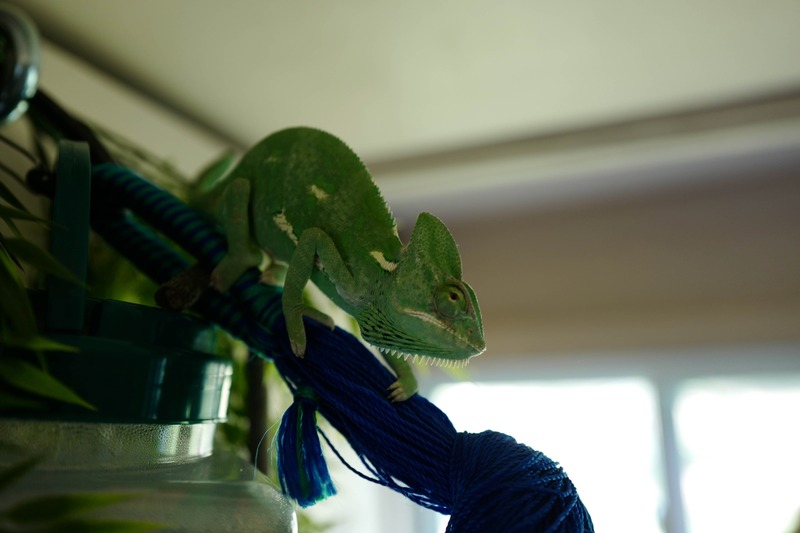 Chameleon on a Colorful Perch