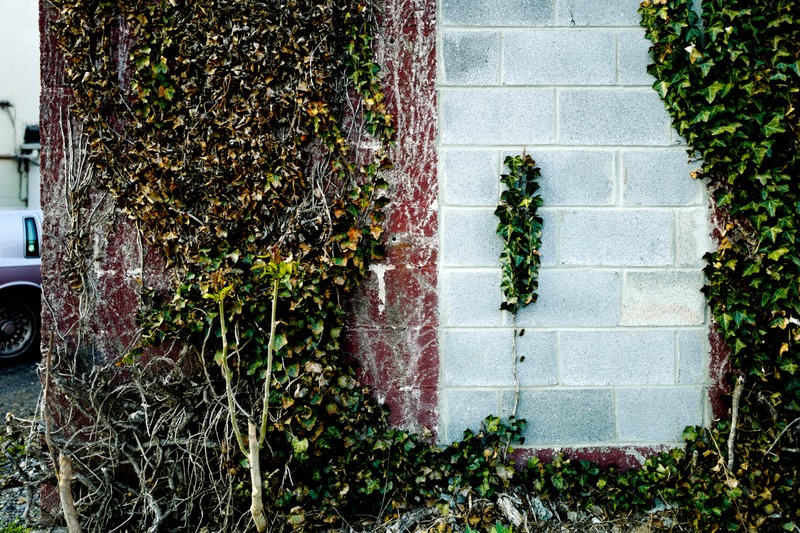 Nature's Embrace on Concrete