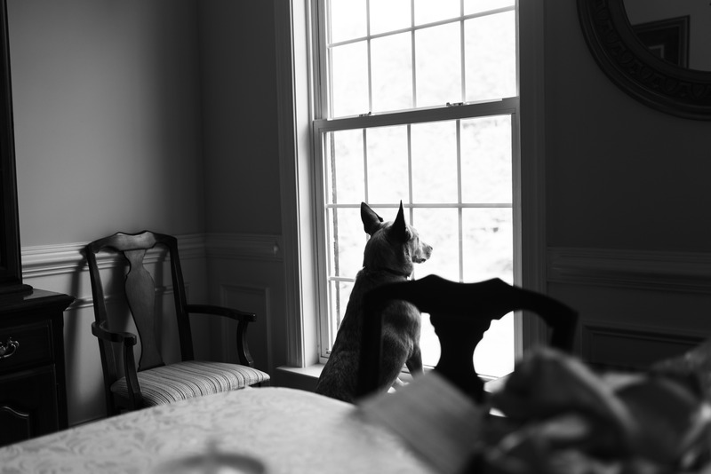 Contemplative Canine