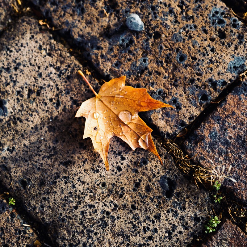 Autumn's Last Whisper