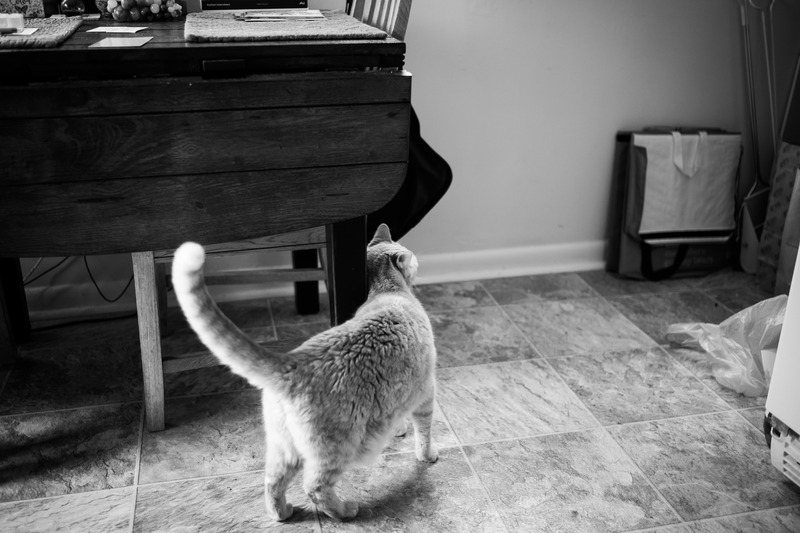 Curious Cat in Quiet Space