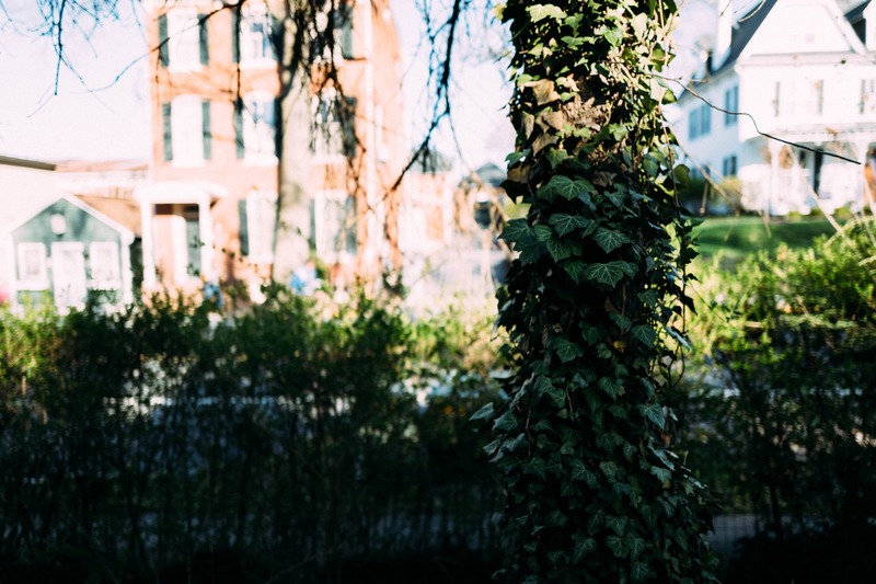 Urban Nature's Embrace