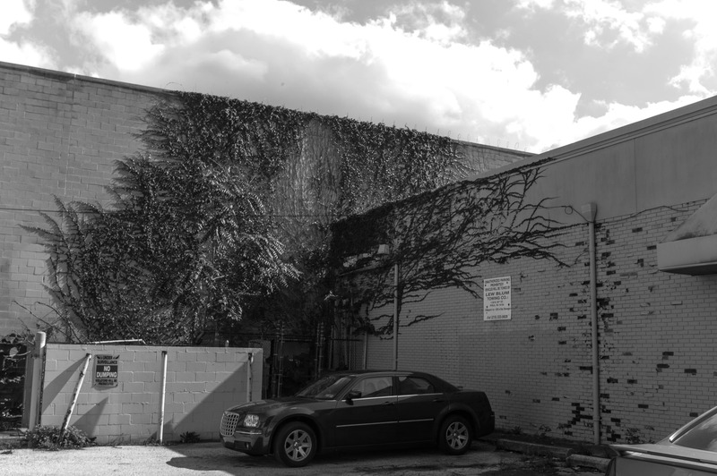 Nature's Quiet Takeover