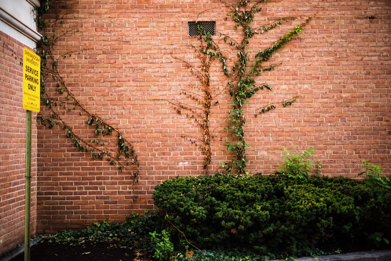 Urban Nature's Embrace