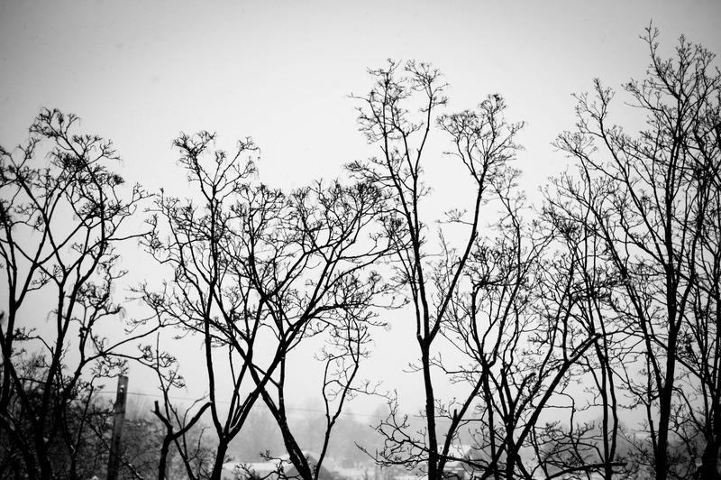 Winter's Silent Embrace