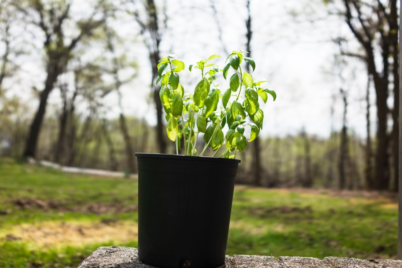 Basil in Natural Light