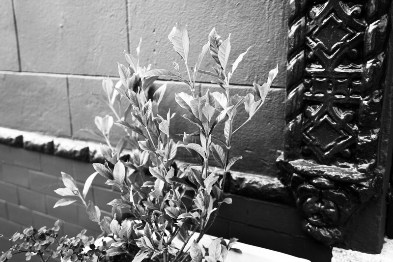 Urban Greenery in Contrast