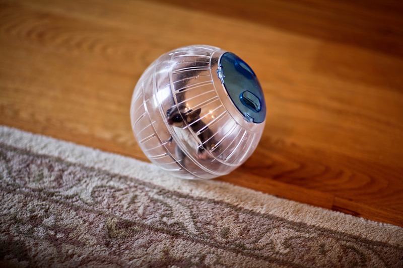 Curious Little Explorer