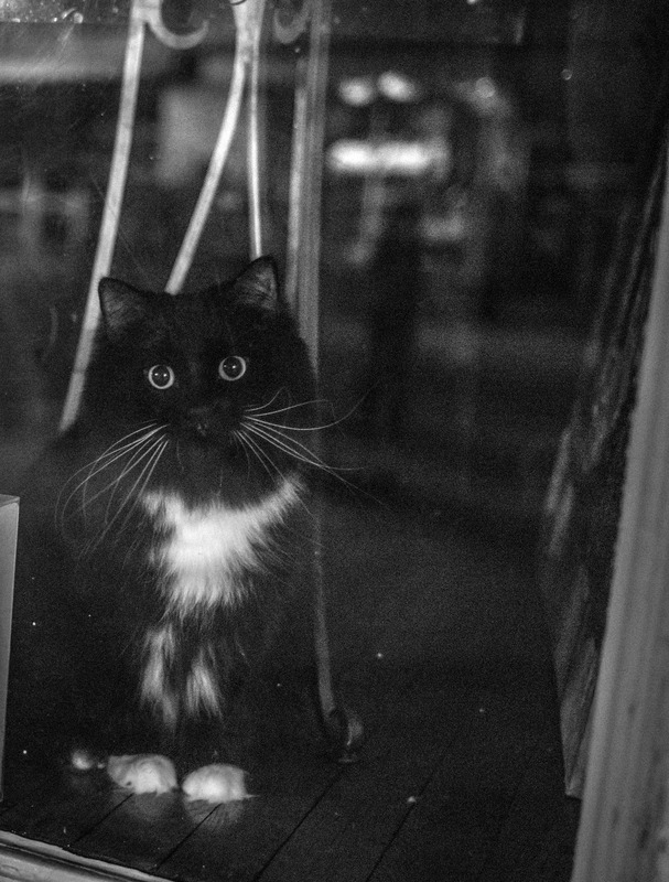 Whispers of Curiosity