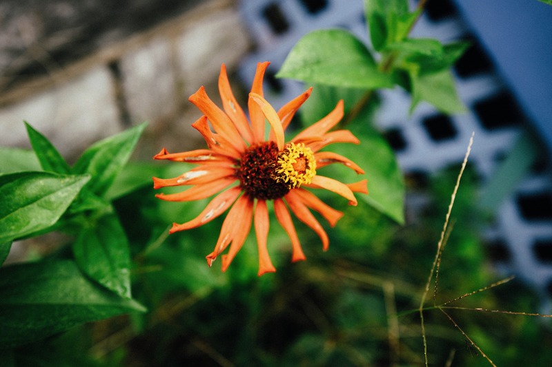 Vibrant Blossom in Nature