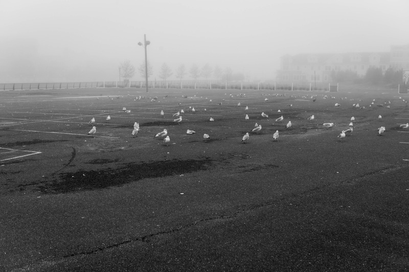 Birds in Silent Fog
