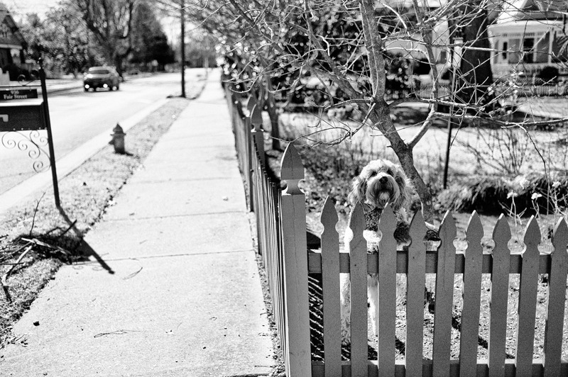 Curiosity Beyond the Fence