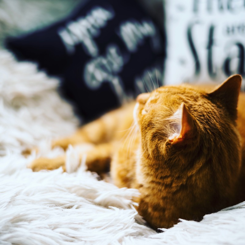 Cozy Feline Serenity