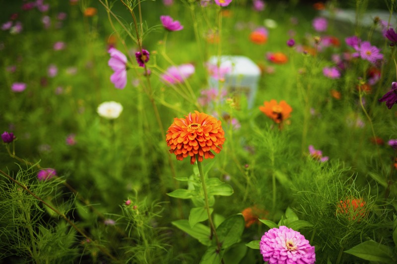 Vibrant Floral Symphony