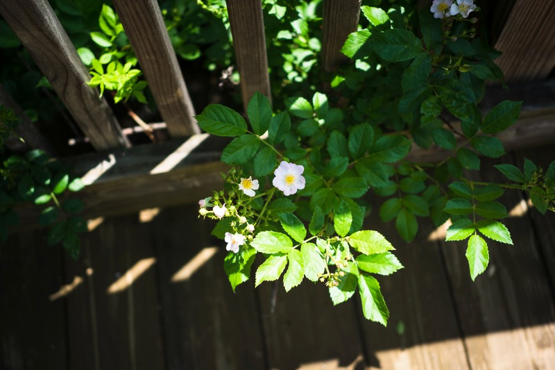 Flourishing Wildflowers