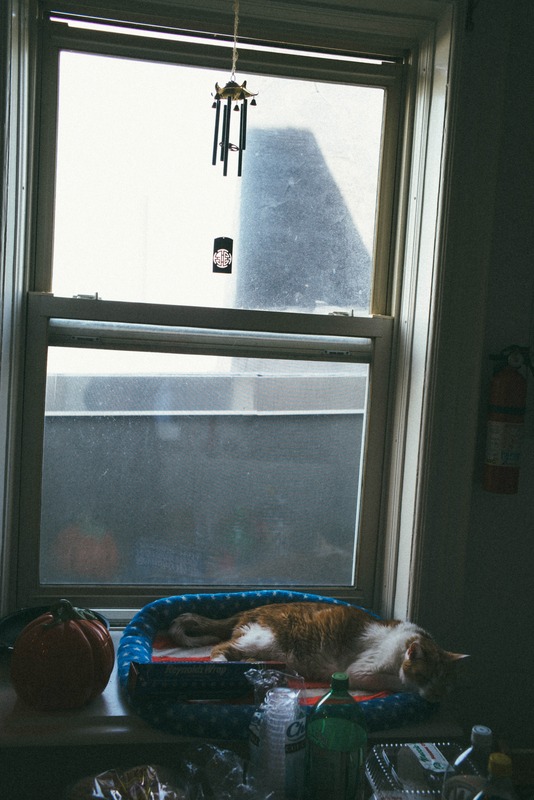 Quietude in a Sunlit Room