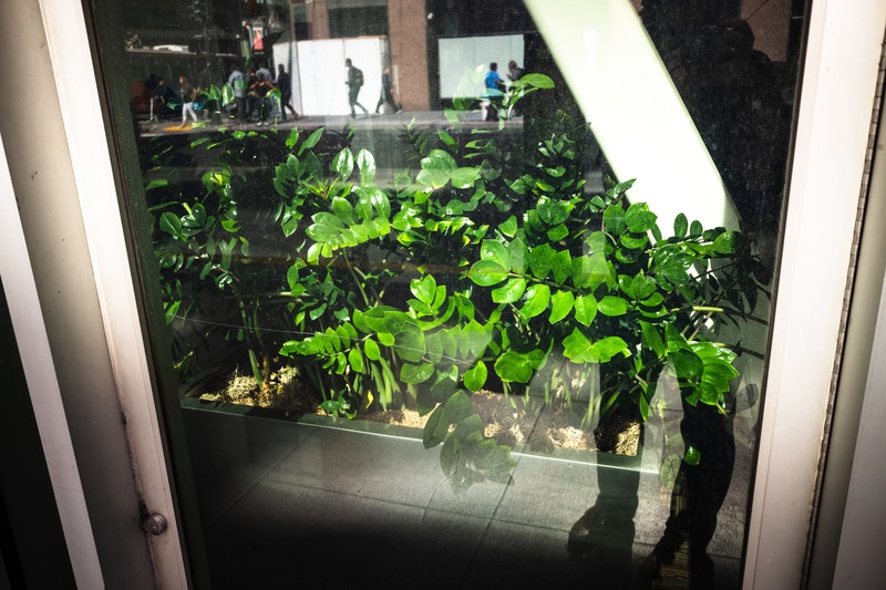 Urban Green Reflection