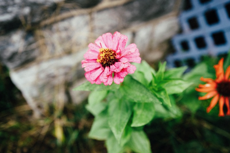 Nature's Delicate Beauty