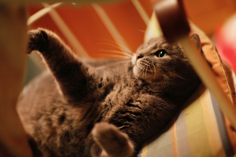 Lazy Afternoon Whiskers