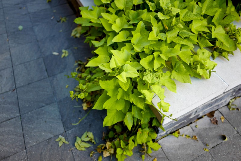 Lush Greenery Against Stone