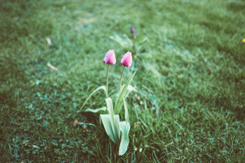 Delicate Tulips in Green Haven