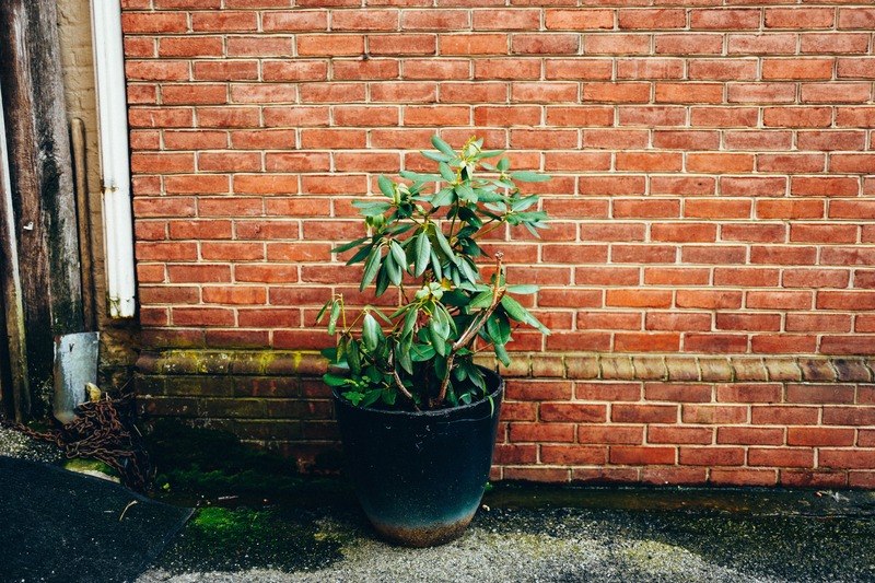 Solitary Green Against Brick