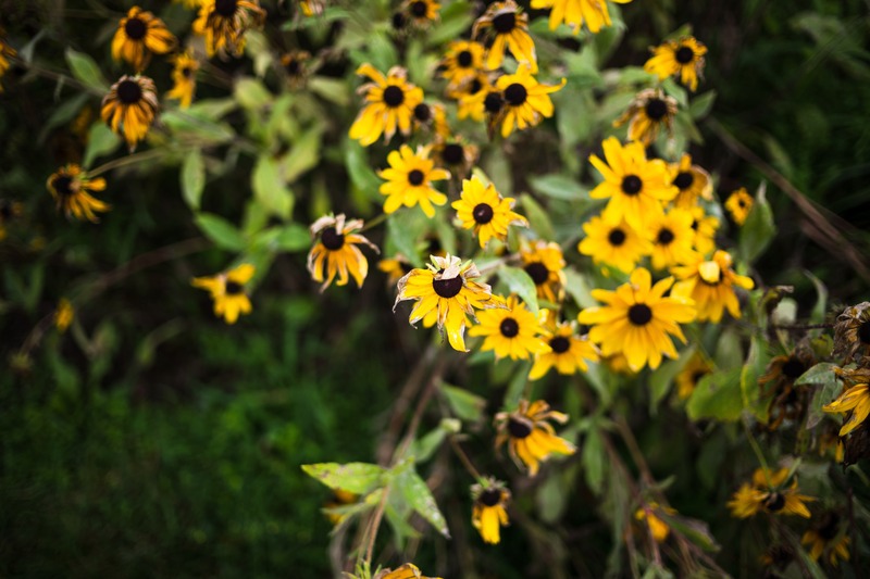 Golden Blooms in Nature
