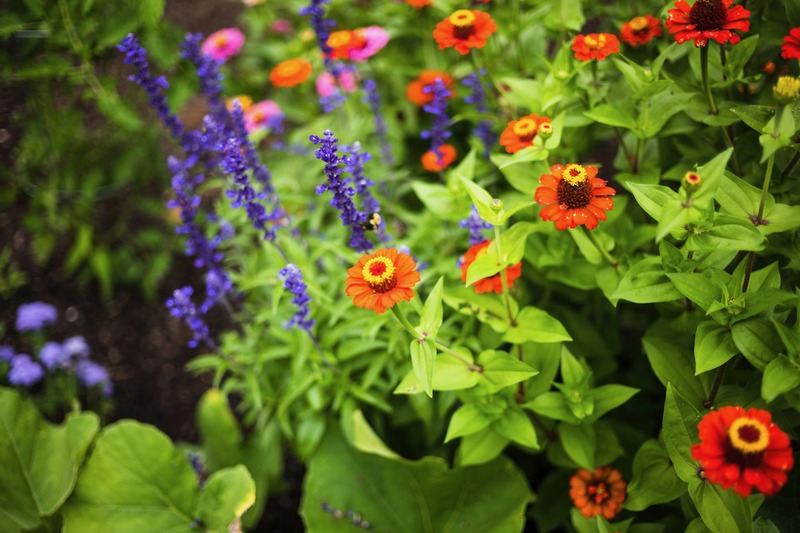 Burst of Colorful Blooms