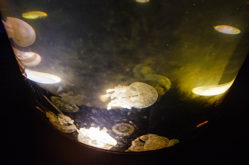 Ethereal Dance of Jellyfish