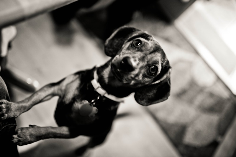 Curious Canine Companion