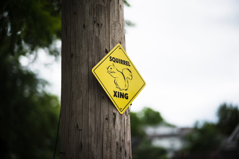 Squirrel Crossing Alert