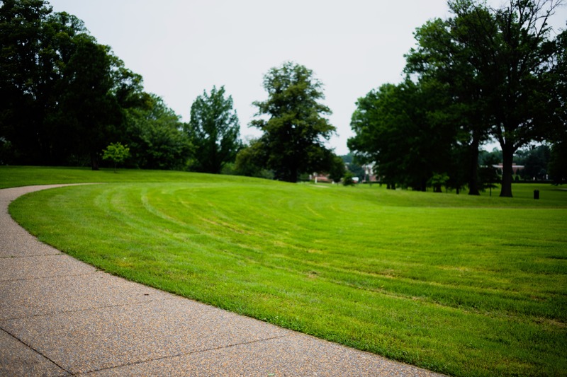Tranquil Pathway in Nature
