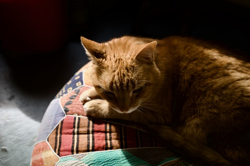 Warmth of a Lazy Afternoon