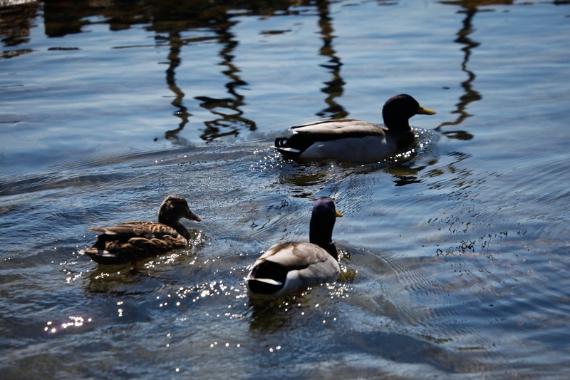 Trio of Ducks in Tranquil Waters
