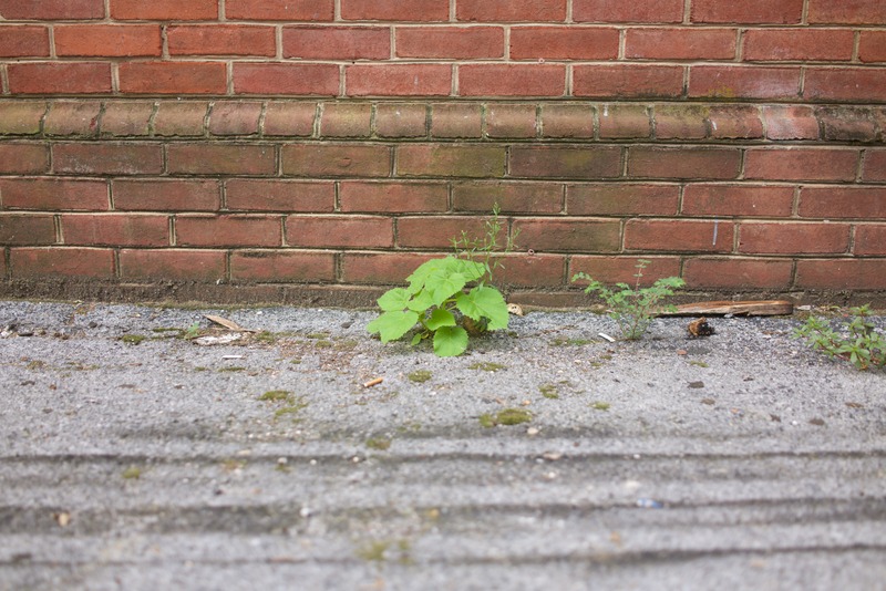 Resilience Amidst Urban Grit